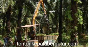 Sarawak falls brief on oil palm regardless of having largest plantation space